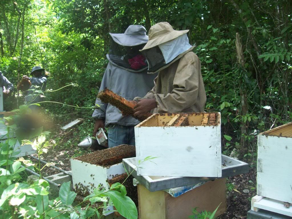 Beekeeping in Jamaica Beesource Beekeeping Forums